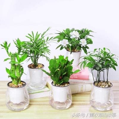 前陽台植物風水|前陽台招財植物推薦：招財又美觀，打造財運旺盛的綠。